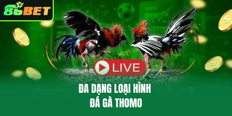 Đa dạng loại hình đá gà Thomo
