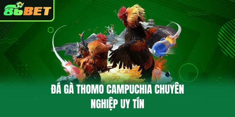 Đá Gà Thomo Campuchia chuyên nghiệp uy tín