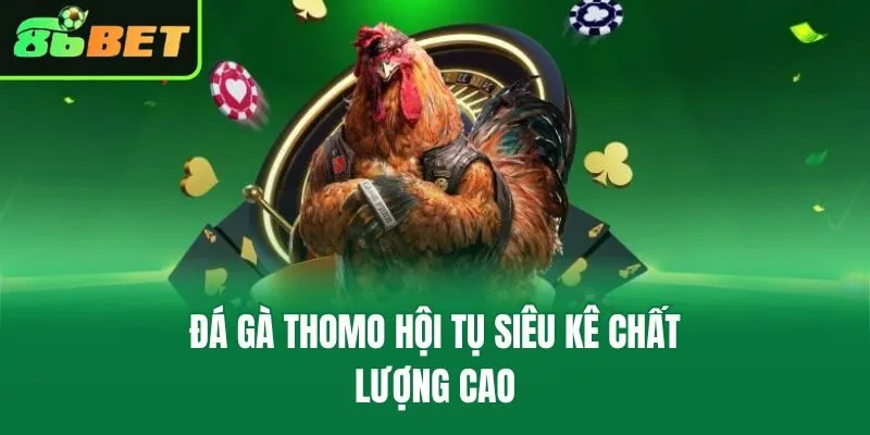 Đá gà Thomo hội tụ siêu kê chất lượng cao