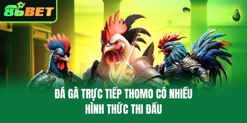 Đá gà trực tiếp Thomo có nhiều hình thức thi đấu