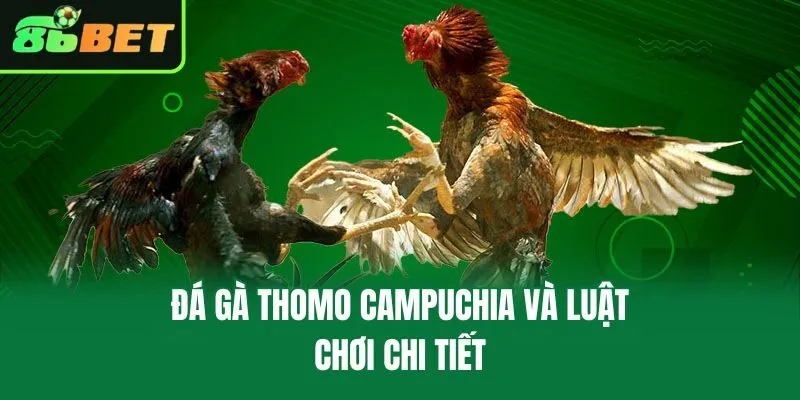 Đá Gà Thomo Campuchia và luật chơi chi tiết