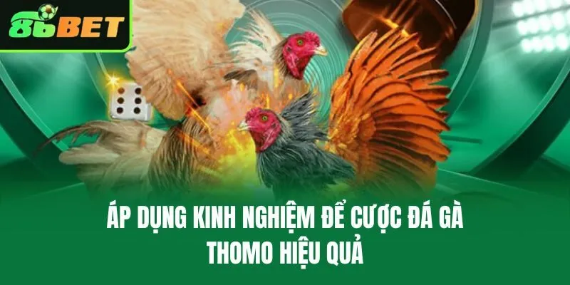 Áp dụng kinh nghiệm để cược đá gà Thomo hiệu quả